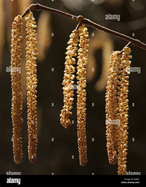 spring, shrub, hayfever, filbert, hazelnut, hazel, allergy, allergic ...