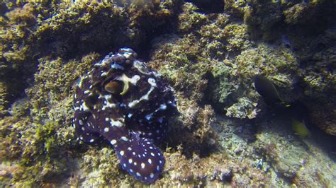 Octopus Changing Color Stock Video Footage - 4K and HD Video Clips | Shutterstock