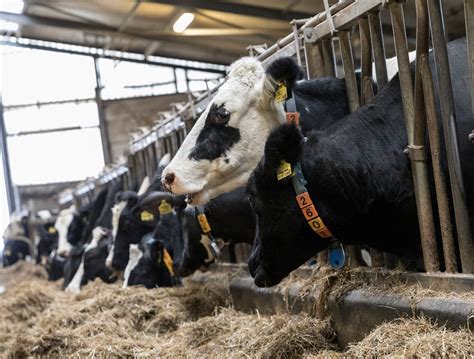 Grootschalige pilot toont aan dat methaanremmer klaar is voor uitrol in ...