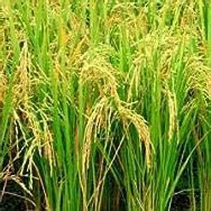 naturehils Miniket Rice Paddy, Rice Paddy for Farming, Organic Rice ...