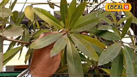 saptaparni tree bark treat stomach ache-cold-cough and malaria know ...