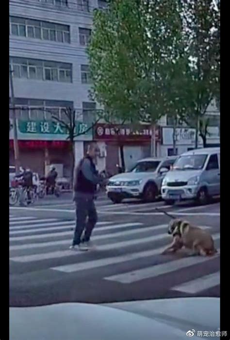 宠慕：十几只狗狗围坐在马路中央,路人凑近一看瞬间被感动 - 宠物快讯 - 宠慕 | 敬慕每一份陪伴
