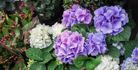 Image result for Pre-Spring Hydrangea Care