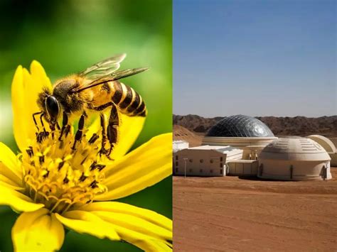 Thousands Of Bees Died Every Day In An Experiment To See If Pollination ...