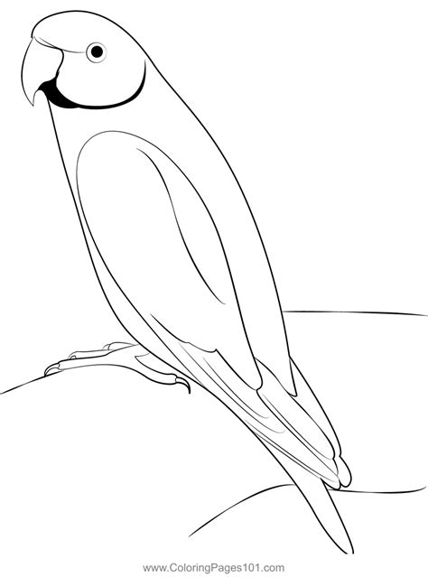 Image result for Parrot Coloring Pages