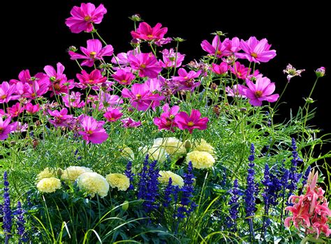 Download Vibrant Garden Flowers Black Background | Wallpapers.com