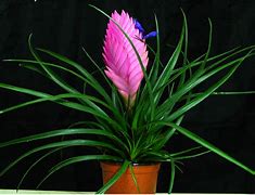 Image result for 单子叶植物
