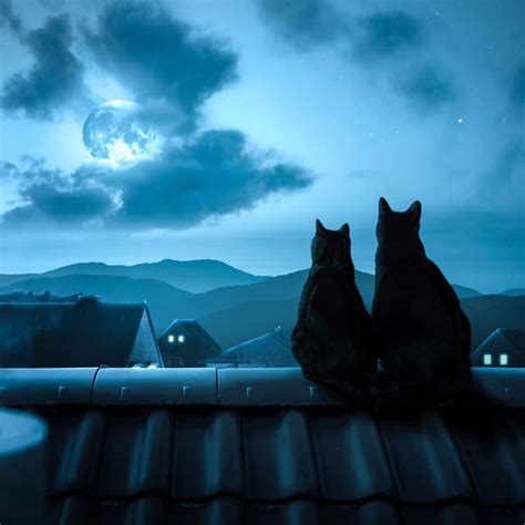 Cat Crying at Night - spiritual meaning & superstition - Awakening State