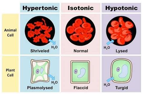 diagrammatic presentation on the chart paper of cells placed in ...