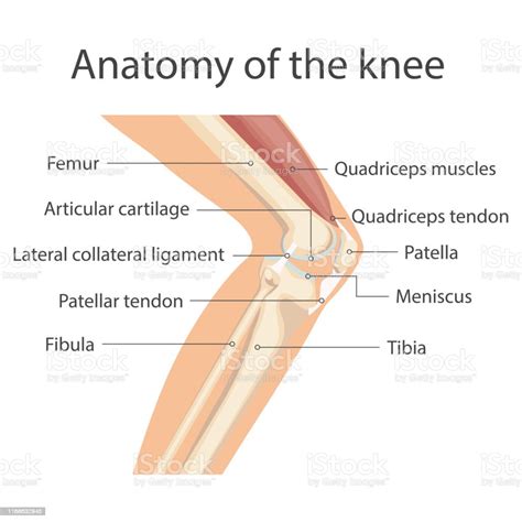 Knee Joint Stock Illustration - Download Image Now - Anatomy, Knee, Leg - iStock