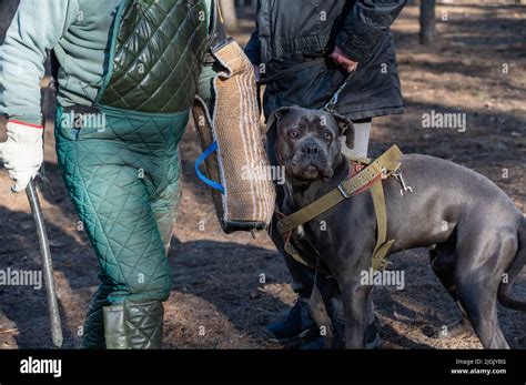 Cane Corso Dogs Attack 的图像结果