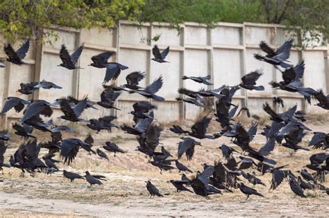 Why Is a Group of Ravens Called an Unkindness?