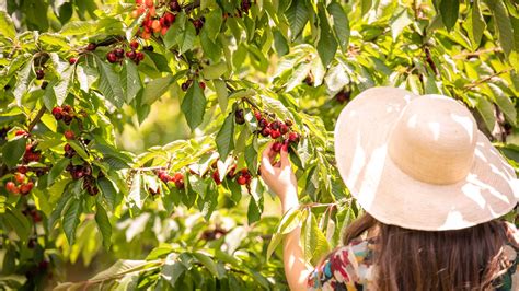 Cherry Picking Season Canada at Jamie Mealmaker blog