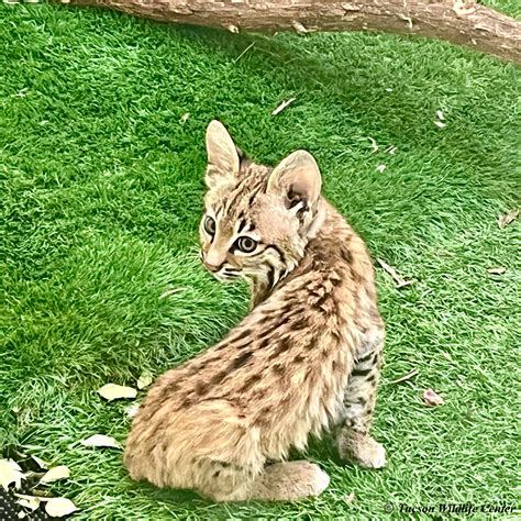 Patient of the Week: 08/1/25 - Tucson Wildlife Center