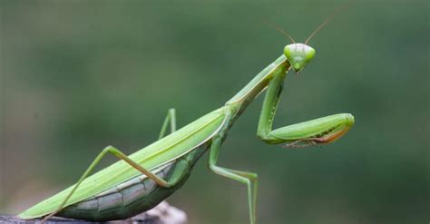 Image result for Praying Mantis