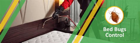 BedBugs Control in Jaipur, Jodhpur, Udaipur, Bikaner, Alwar, Rajasthan