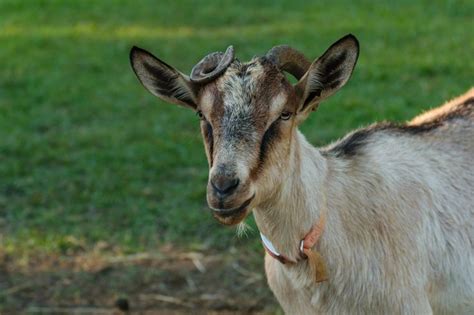 Image result for Goat Cheese Making Process