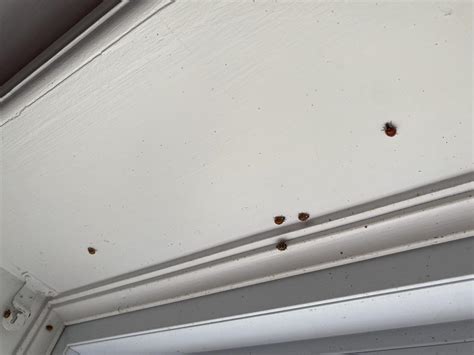 What’s with the ladybugs trying to invade my Ontario house?