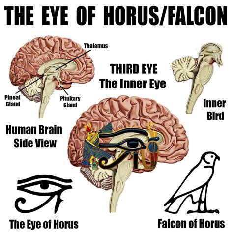 The Eye of Horus - The Egyptian God Falcon, is an symbolic ...