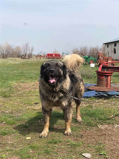 15-Month-Old Bigor: Sharr Mountain Dog