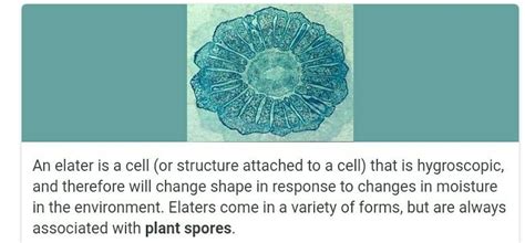 what is the structure of elater cells ? - Brainly.in