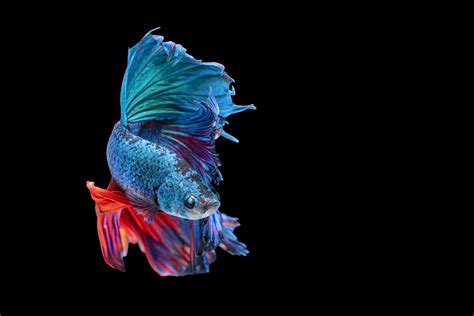 The Enigmatic Allure of Diamond Eyes in Betta Fish: A Dive into Their ...