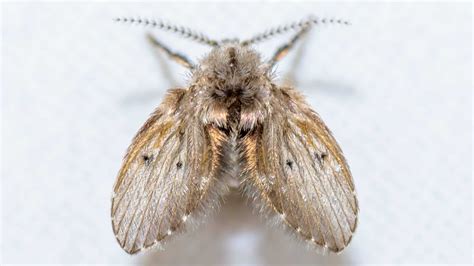 drain fly - Pointe Pest Control: Exterminator & Pest Control Service