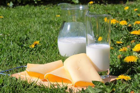 How to increase protein and casein levels in milk production