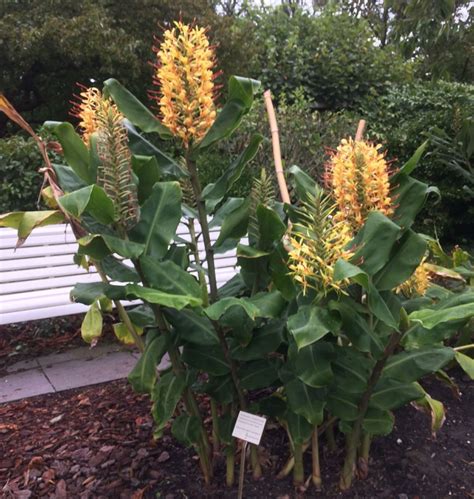 Hedychium gardnerianum - Kahili ginger | Hortus Botanicus Leiden ...