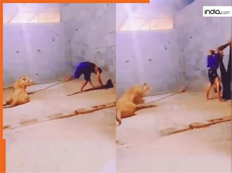 Sher Ka Video: शेर के सामने स्टंट करने की भूल कर बैठा लड़का, ऐसा हाल ...