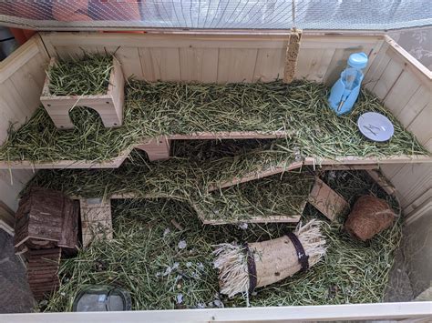 set up for fat tailed gerbils - Timothy hay/care fresh substrate - is ...
