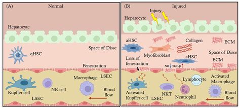 Liver Sinusoidal Endothelial Cells in the Regulation of Immune ...