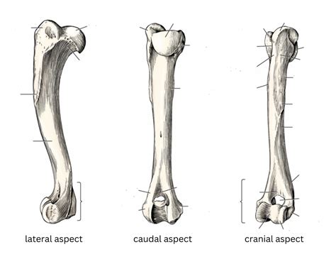 Humerus (lateral-caudal-cranial) Quiz