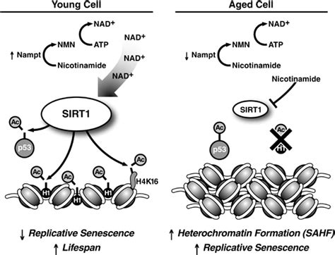 Image result for Coding SIRT