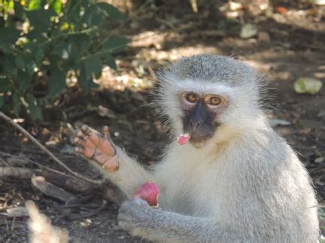 Helping vervet monkeys and Fun hippopotamus facts