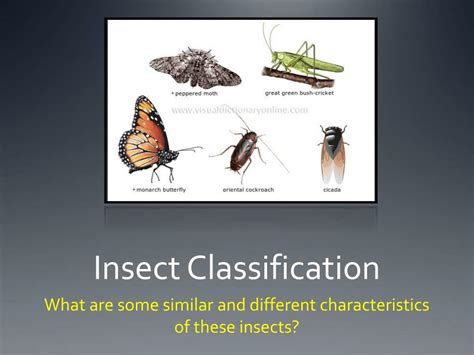 Insect Order Classification Chart 的图像结果