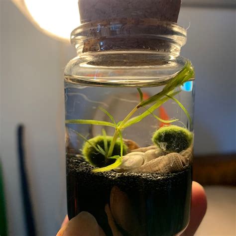 Image result for DIY Java Moss Decorations