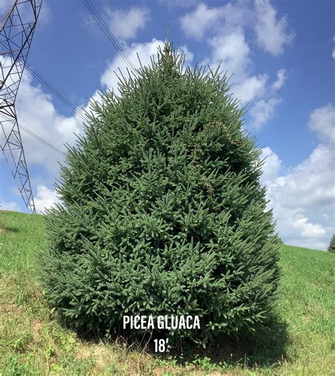 Evergreen - Briar Rose Nurseries