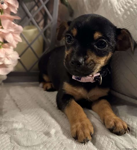 How Much Do Rat Terriers Cost