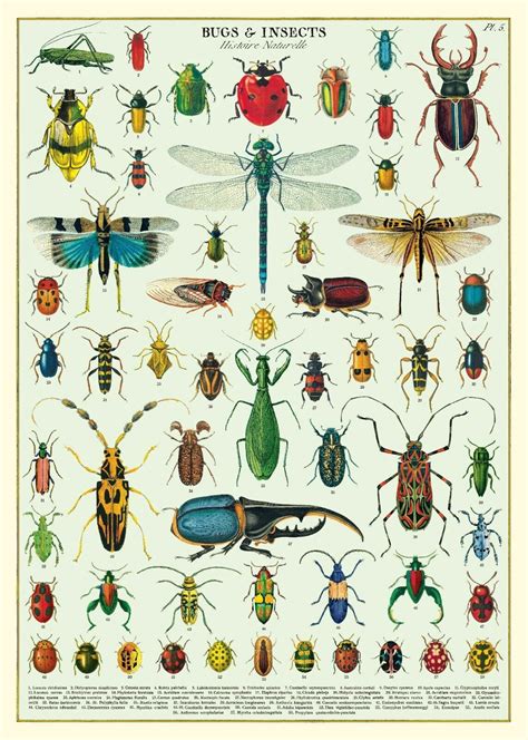 Cavallini & Co. Bugs & Insects Decorative Paper Sheet / Poster ...