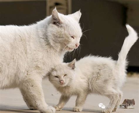 北京市免费领养猫咪，不花一分钱，自家一个半月小猫找靠谱人家领养