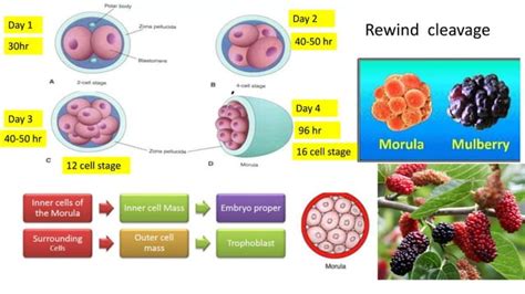 Image result for 2nd Week of Development