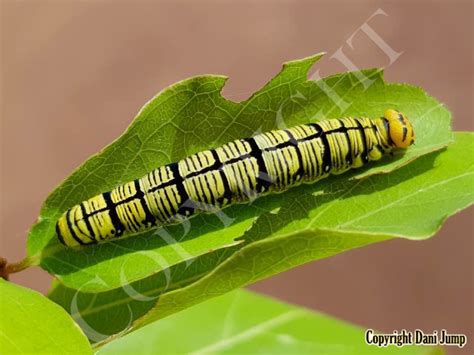 Image result for Butterfly Larvae