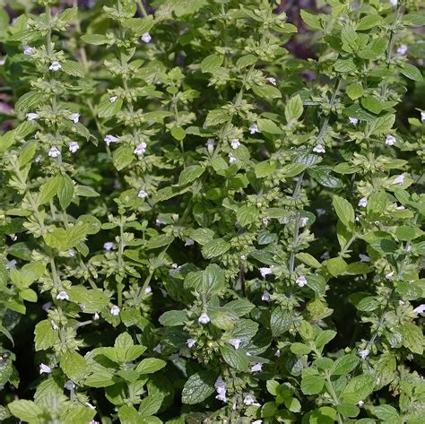 Lemon Balm Herb Plants for Sale | Melissa Officinalis | The Growers ...