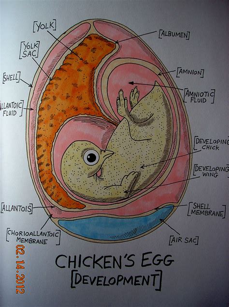Stages Of Chicken Egg Development : Candling Eggs | Wildlife Rehabber ...