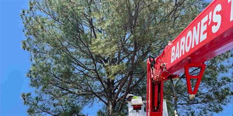 Image result for Tree Rot Treatment