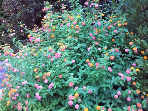 'Miss Huff' Lantana for Butterfly Gardens