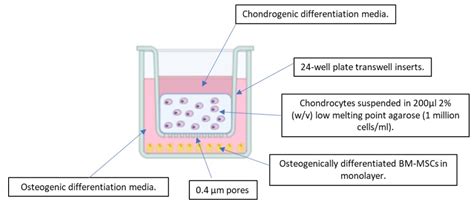An In Vitro System to Study the Effect of Subchondral Bone Health on ...