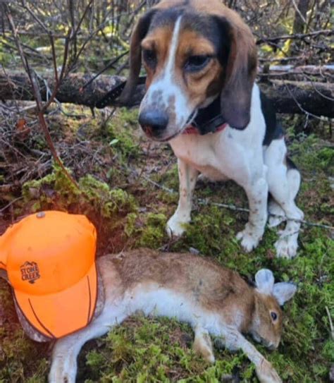 Image result for Rabbit Hunting without Dogs