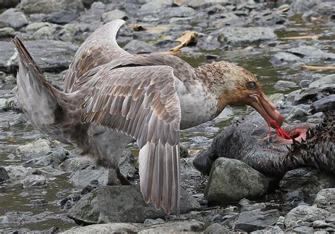 Details : Southern Giant Petrel - BirdGuides